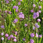 Meadowmat Cottage Garden Seed Mix gallery image