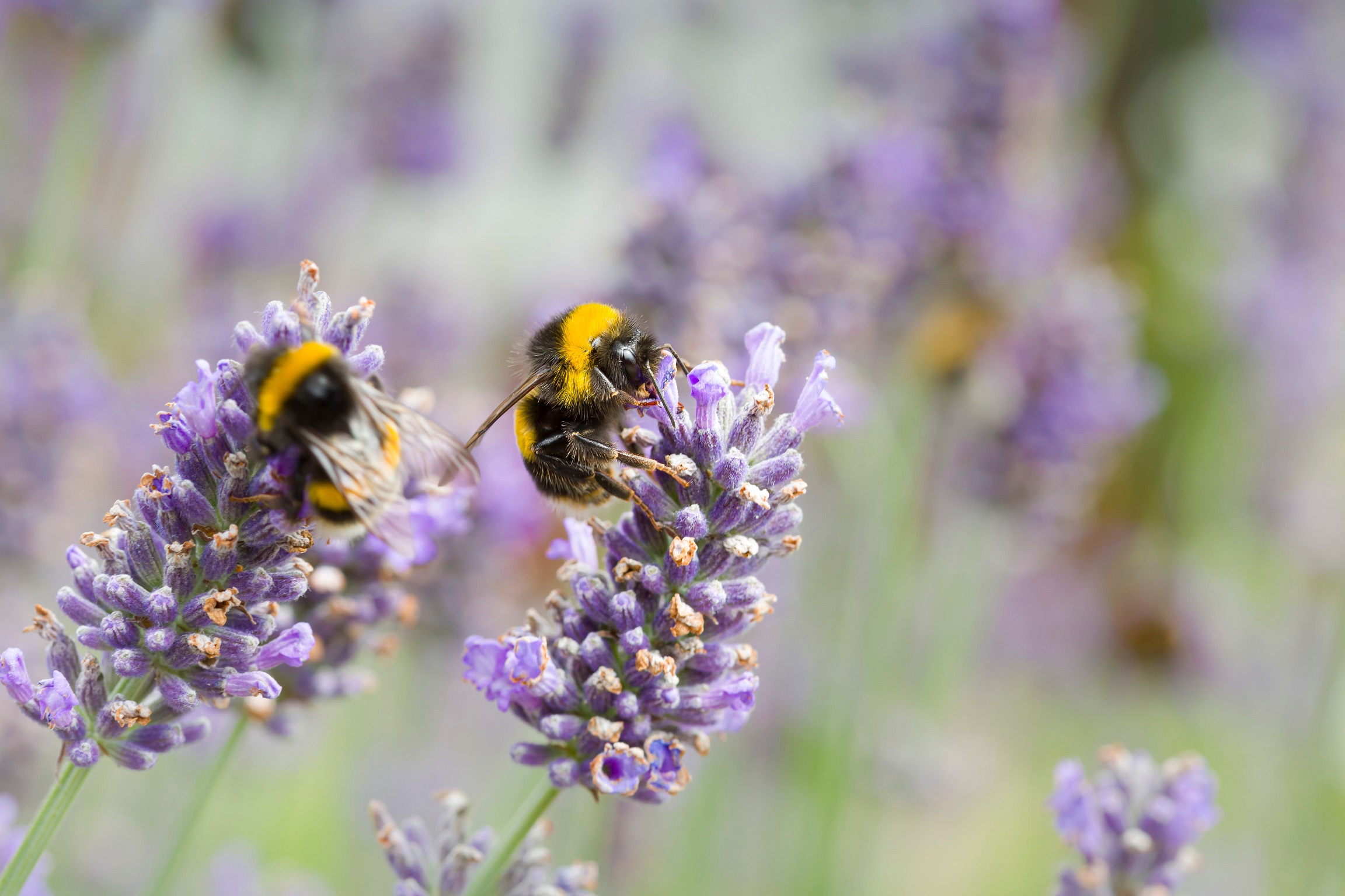 15 Wildflowers Beloved By Bees