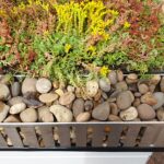 green roof edging Sedum Tray with Pebbles