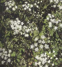 Upright Hedge Parsley (Torilis japonica)